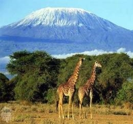 http://www.saga.ua/files/alla/kilimanjaro%20pic.jpg